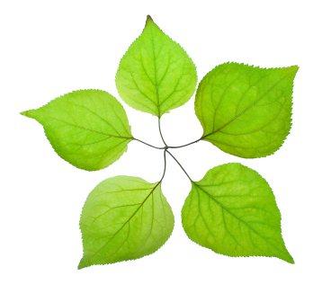 Five green leaves